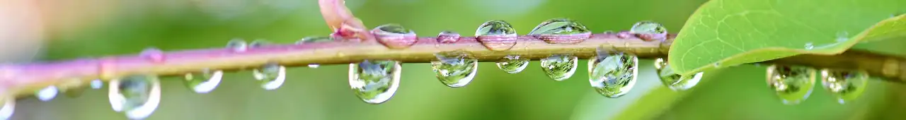A pink and green stem with dozens of tiny water droplets on the top and bottom.