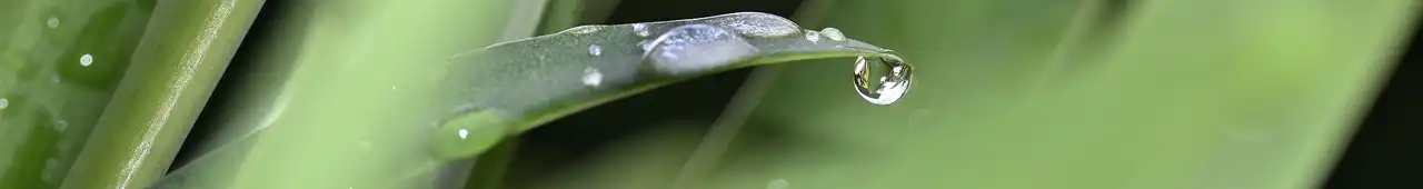 A single blade of grass with a large water droplet hanging from the tip.