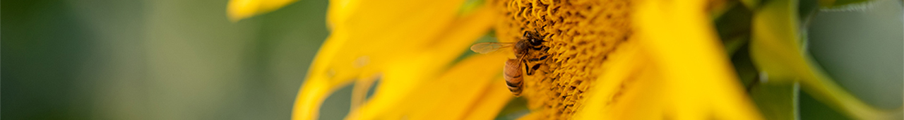 Bright yellow sunflower with a bee collecting pollen from it.