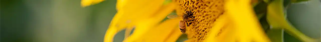 Bright yellow sunflower with a bee collecting pollen from it.