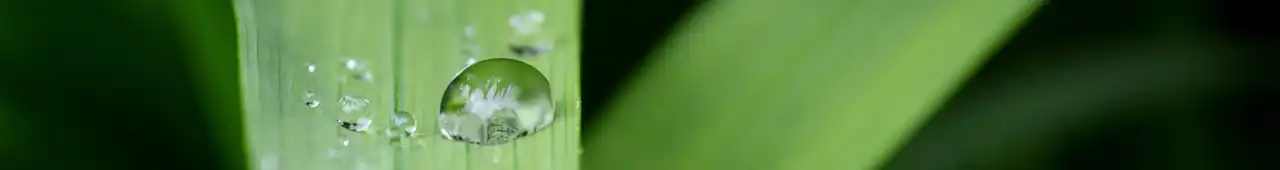Closeup of a green leaf with water droplets on it.