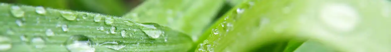Closeup of green leaves with water droplets on them.