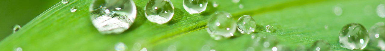Closeup of a green leaf with water droplets dotting it's surface.