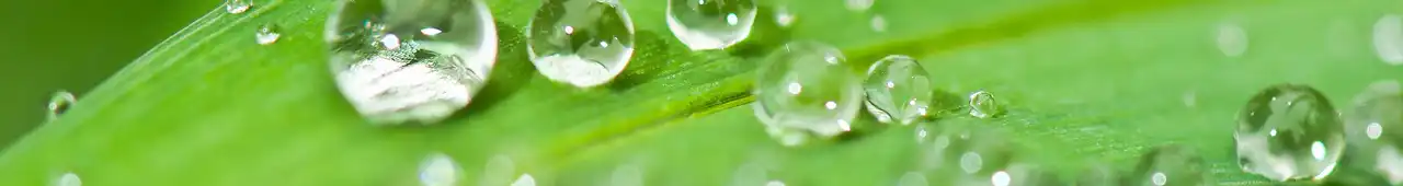 Closeup of a green leaf with water droplets dotting it's surface.