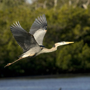 Blue heron in flight