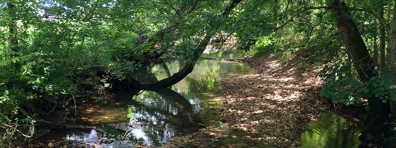 Devil's Icebox Spring Branch