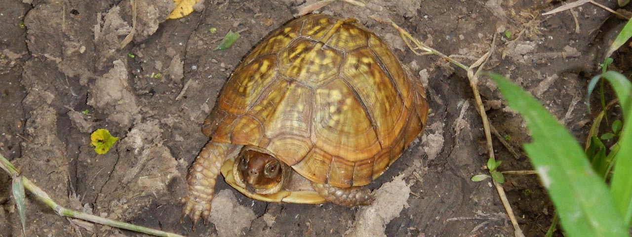 Native Wildlife