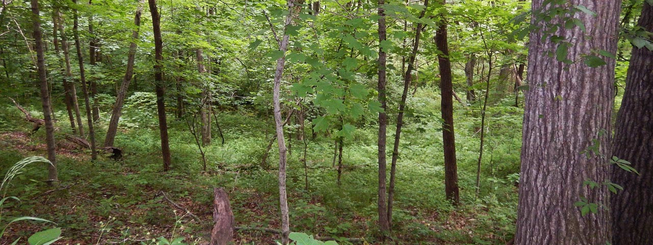 Three Creeks