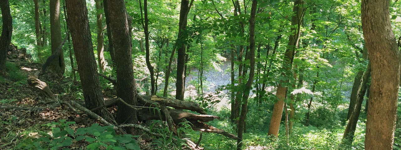 Gans Creek Wilderness Trail